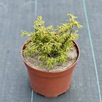 Cypruštek tupolistý (Chamaecyparis obtusa) ´GITTE´ - výška 15-25 cm, kont. C5L